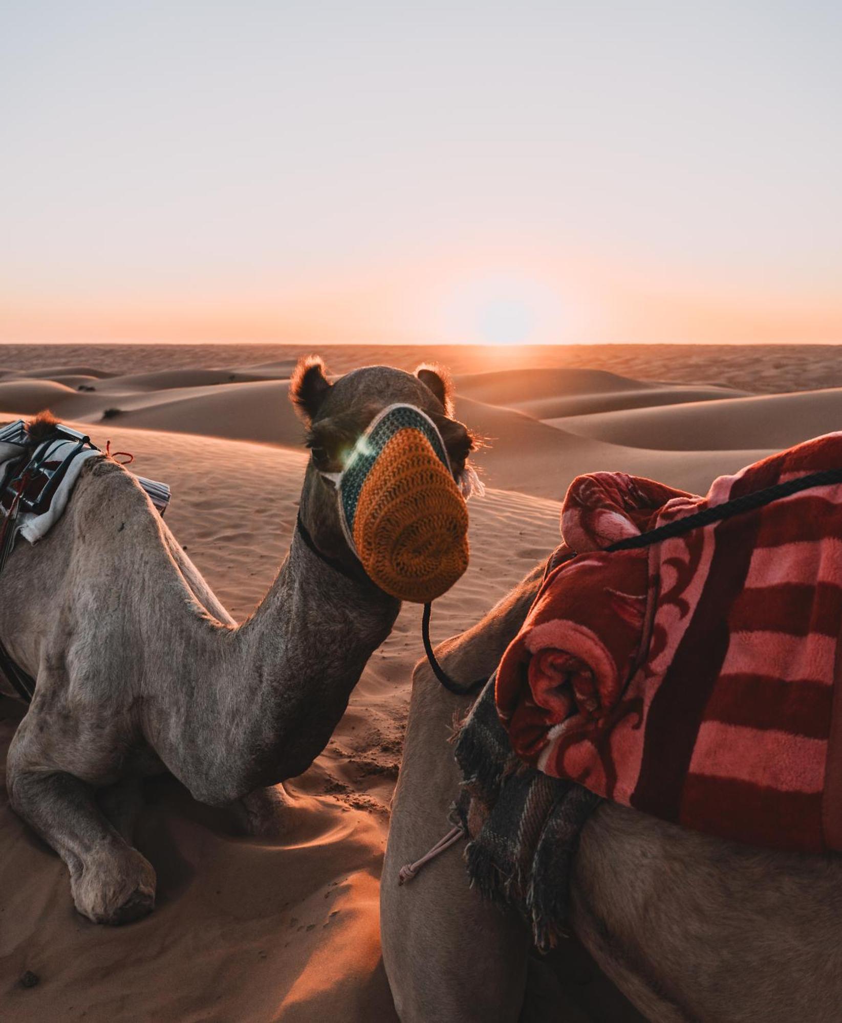 Hamood Desert Private Camp Al Wāşil Buitenkant foto