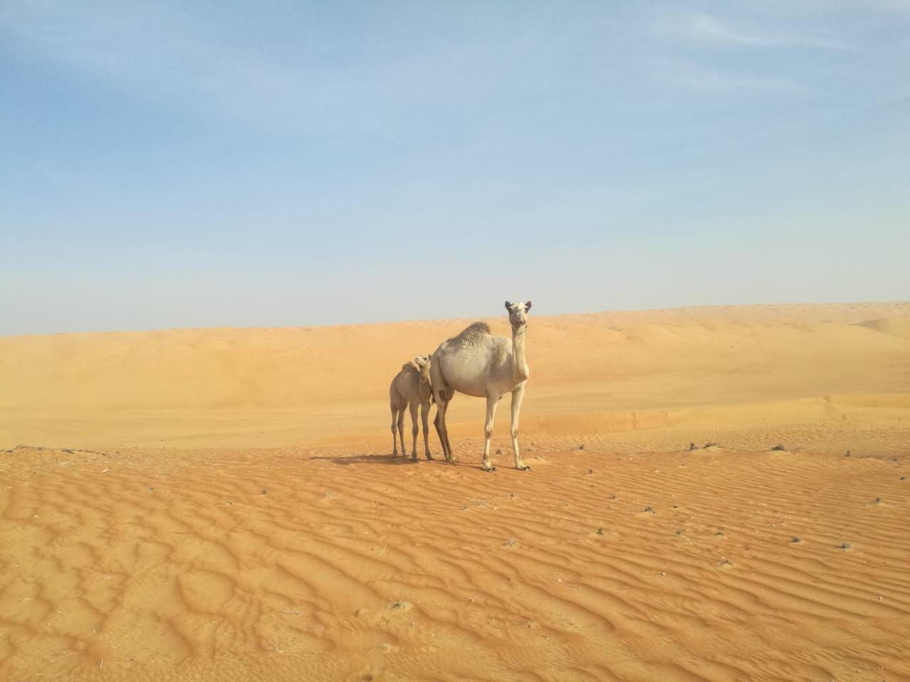 Hamood Desert Private Camp Al Wāşil Buitenkant foto